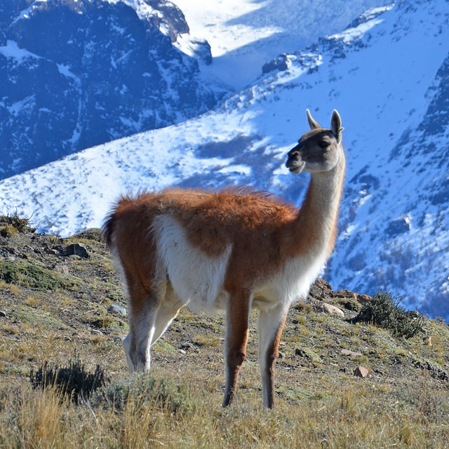 Torres del Paine