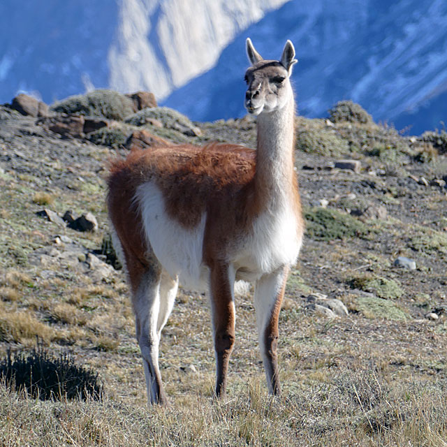 Torres del Paine