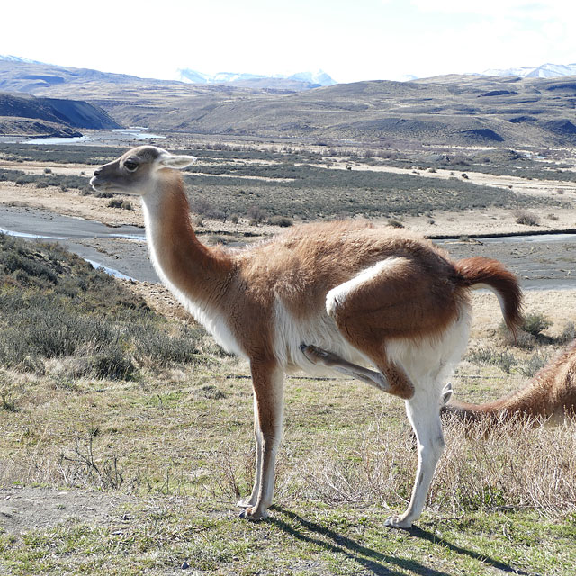 Torres del Paine