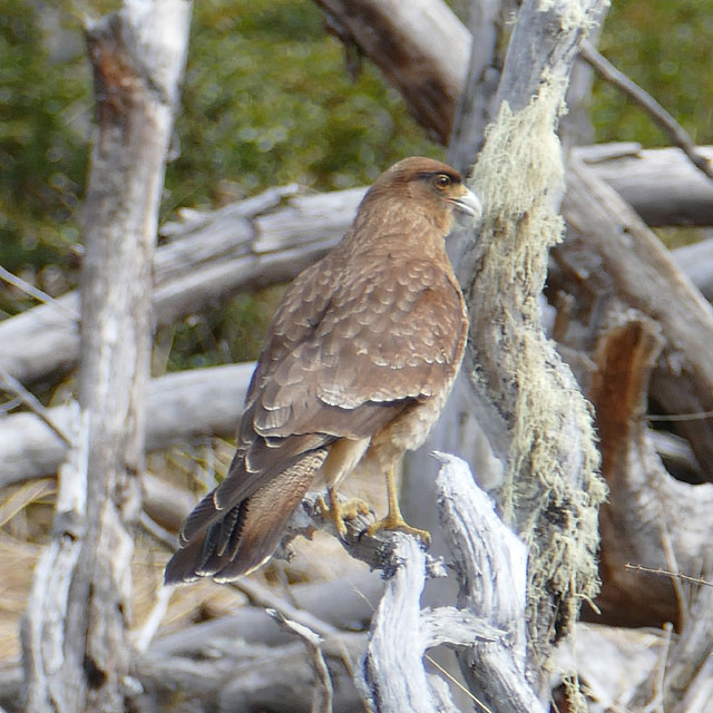 Ushuaia, Feuerland