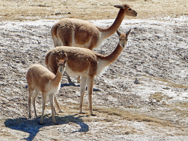 Von Oruro nach Uyuni in Bolivien Uyuni in Bolivien