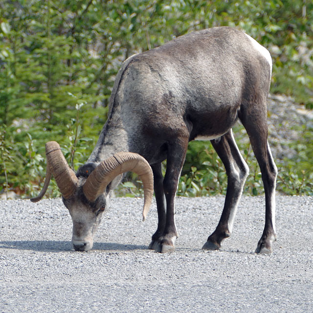 Unterwegs nach Watson Lake in Yukon