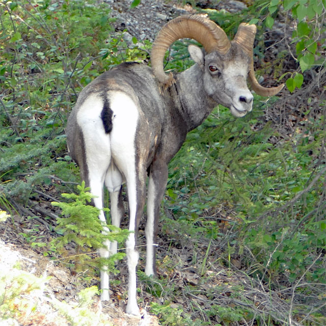 Unterwegs nach Watson Lake in Yukon