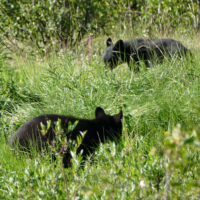 Junge Schwarzbären in Yukon