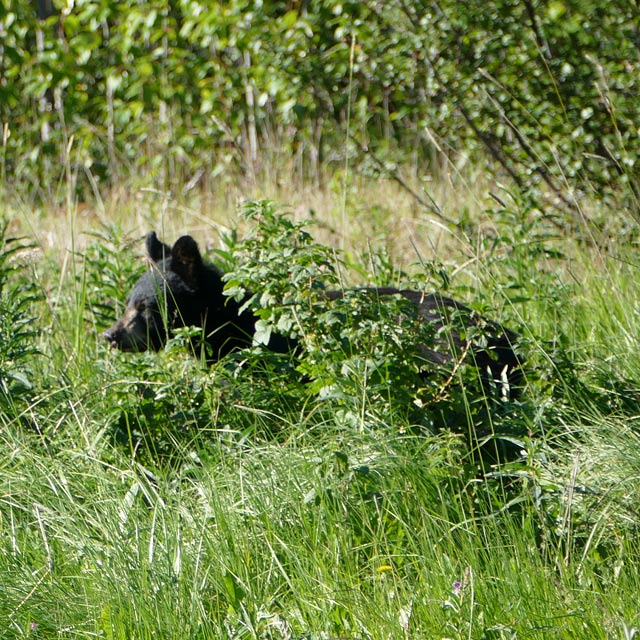 Junger Schwarzbär in Yukon