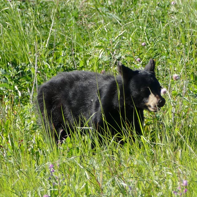 Junger Schwarzbär in Yukon