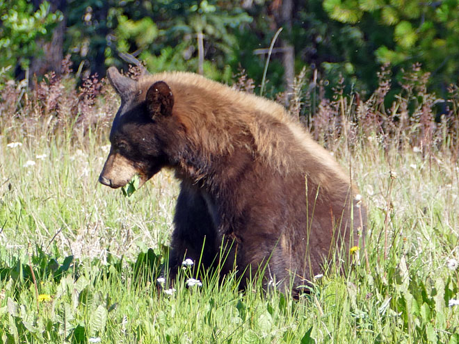 Von Watson Lake nach Whitehorse in der kanadischen Provinz Yukon Von Watson Lake nach Whitehorse in Yukon