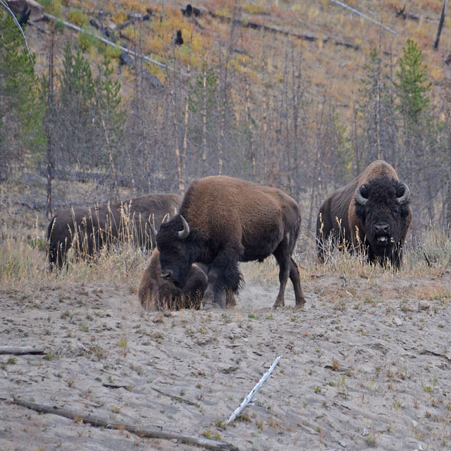 Yellowstone