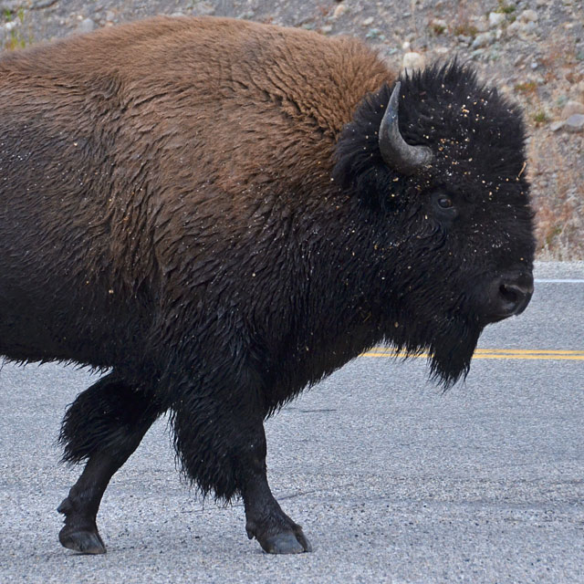 Yellowstone