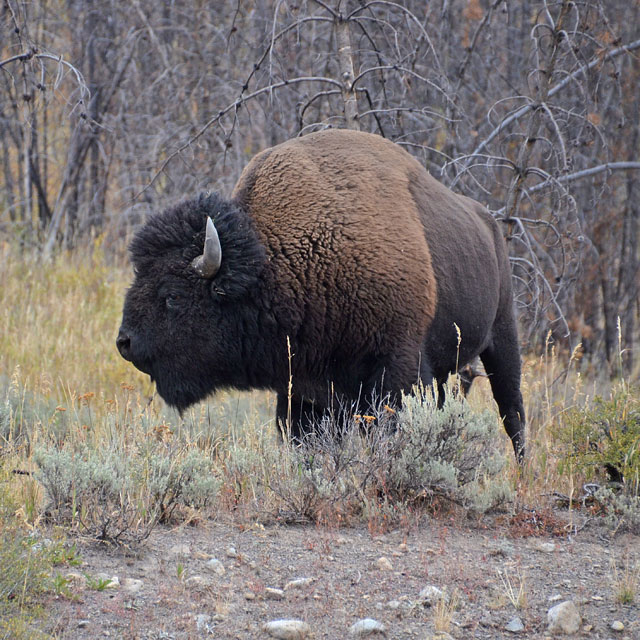 Yellowstone