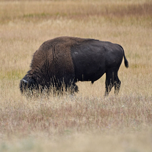 Yellowstone