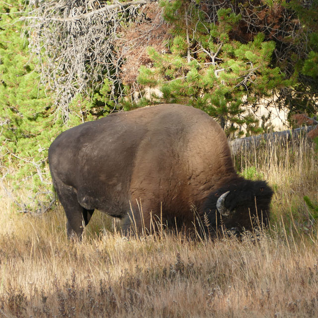 Yellowstone