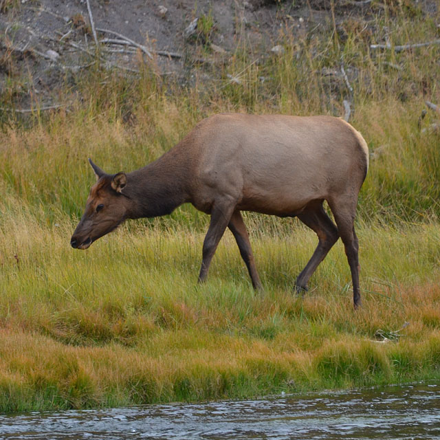 Yellowstone