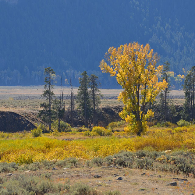 Yellowstone