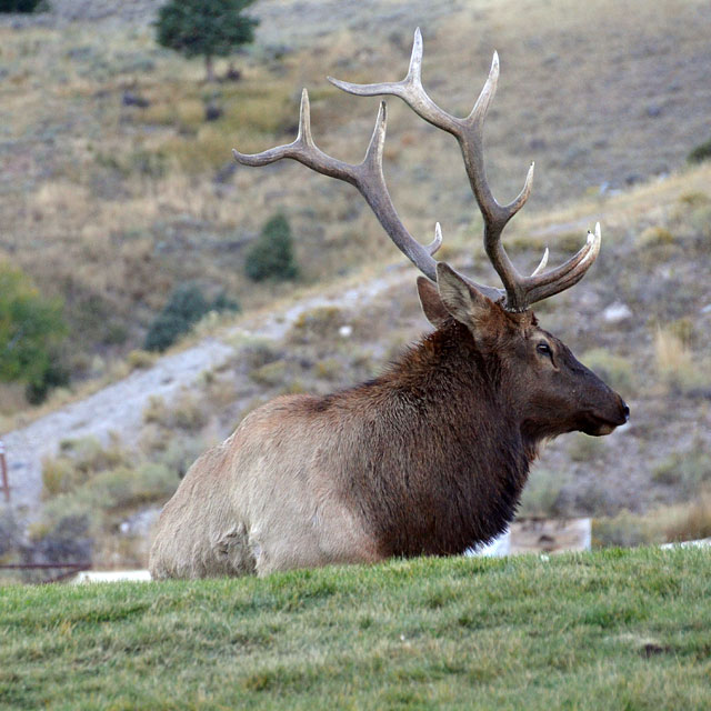 Yellowstone