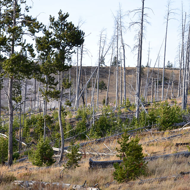 Yellowstone