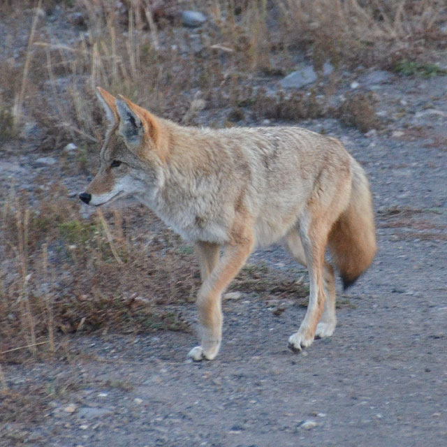 Yellowstone