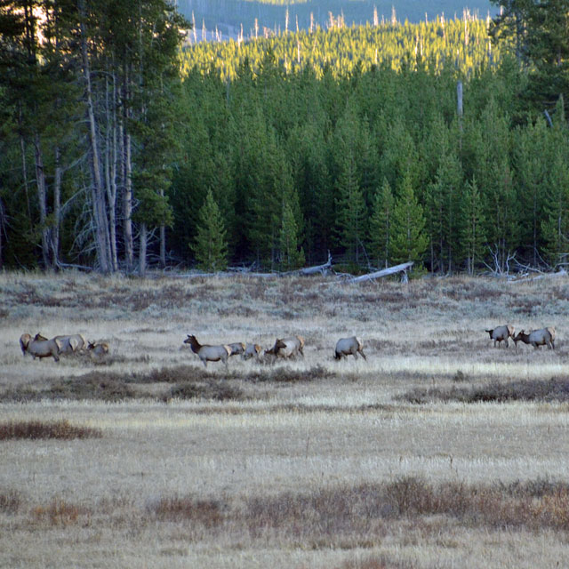 Yellowstone