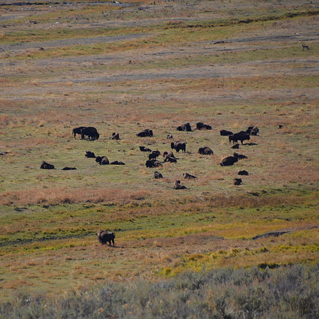 Yellowstone