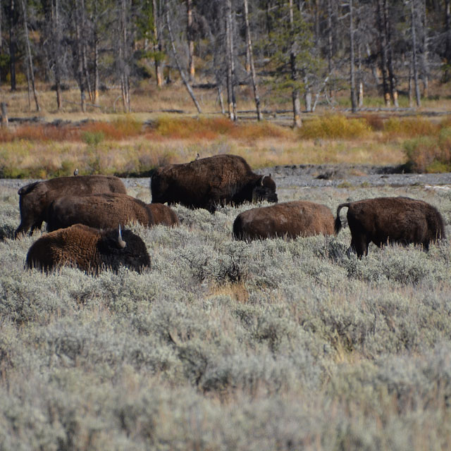 Yellowstone