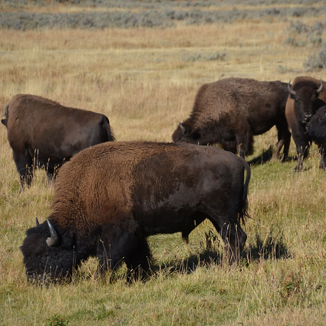 Yellowstone