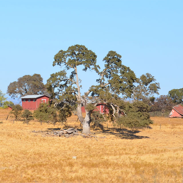 Von San Francisco nach Groveland in Kalifornien